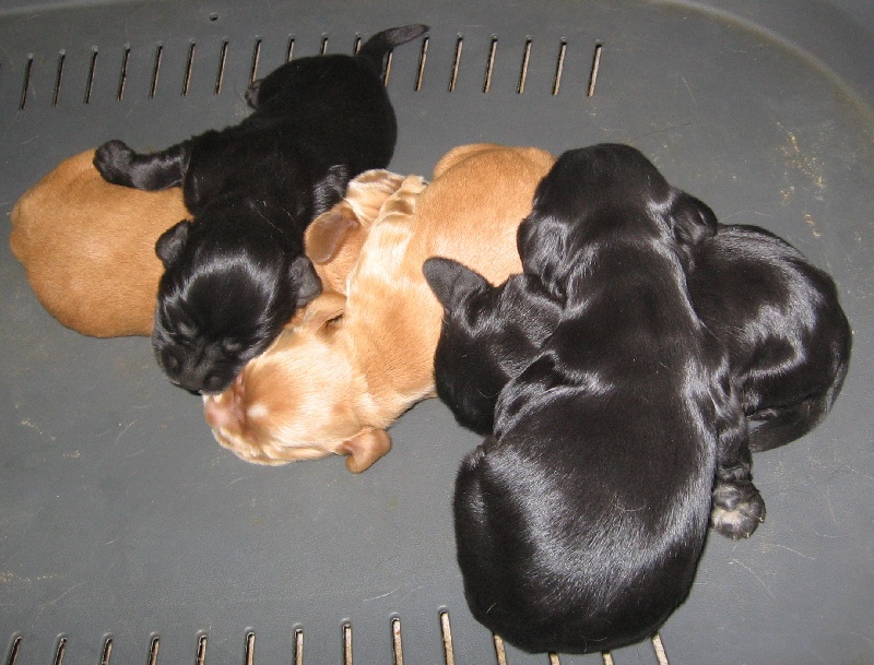 Des Couffins De L'isère - Cocker Spaniel Anglais - Portée née le 27/02/2011