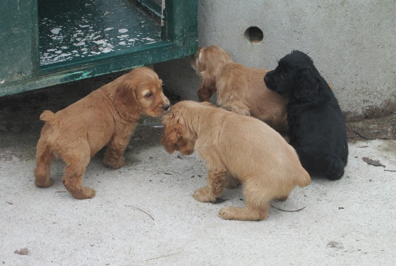 Des Couffins De L'isère - Cocker Spaniel Anglais - Portée née le 02/02/2013