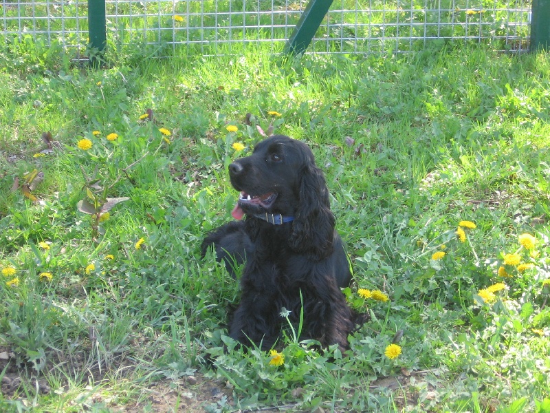 Filou Des Couffins De L'isère