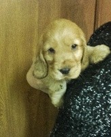 CHIOT