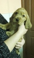 CHIOT